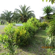 Agriturismo a Vada tra mare e campagna