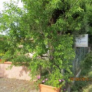 Agriturismo a Vada tra mare e campagna